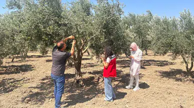 Manisa'da zeytin sineğine karşı önlem