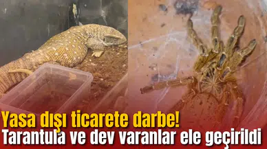 Yasa dışı ticarete darbe! Tarantula ve dev varanlar ele geçirildi
