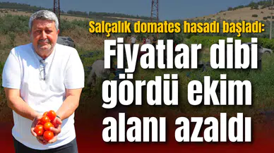 Salçalık domates hasadı başladı: Fiyatlar dibi gördü ekim alanı azaldı