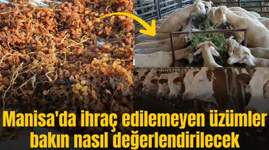 Manisa'da ihraç edilemeyen üzümler bakın nasıl değerlendirilecek