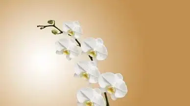 Yaprakları sararıyor, çiçekleri dökülüyor! Orkide bakımında yapılan büyük hata