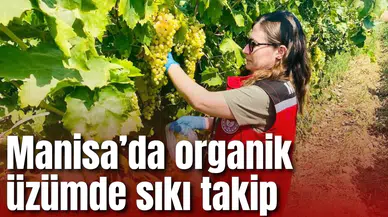Manisa’da organik üzümde pestisit denetimleri sürüyor