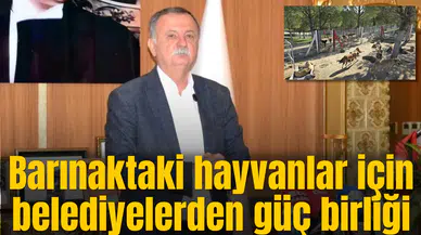 Barınaktaki hayvanlar için belediyelerden güç birliği