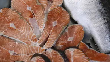 Türk Somonu ile Norveç Somonu Aynı Balık Değil! İşte Besin Değeri ve Omega-3 Farkı
