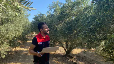 Manisa'da zeytin ve zeytinyağı rekoltesi için saha çalışmaları başladı