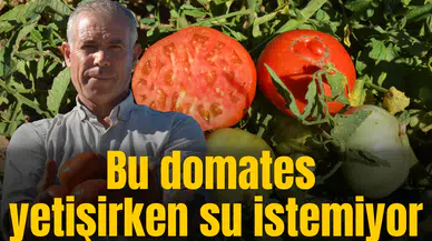 Bu domates yetişirken su istemiyor