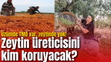 Üzümde TMO var, zeytinde yok! Zeytin üreticisini kim koruyacak?