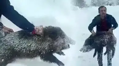 Eliyle domuz yakalayıp paylaştı! Çektiği görüntü pahalıya patladı