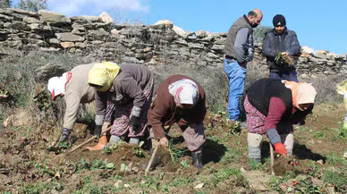 Çilek tarlalarında yeni sezon hazırlıkları başladı