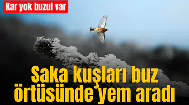 Saka kuşları buz örtüsünde yem aradı