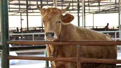 2026 yılı besilik hayvan ithalatı başvuruları başlıyor