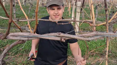 Yağmur bitti bağ budama çalışmaları başladı