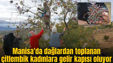 Manisa'da dağlardan toplanan çitlembik kadınlara gelir kapısı oluyor