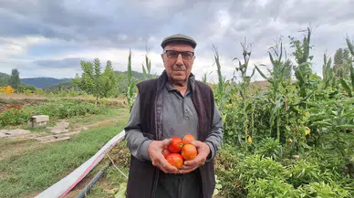 Dededen kalan domates tohumu 3 nesildir yaşatılıyor