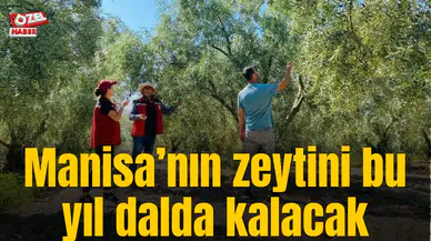 Manisa’nın zeytini bu yıl dalda kalacak