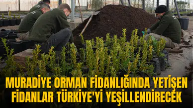 MURADİYE ORMAN FİDANLIĞINDA YETİŞEN FİDANLAR TÜRKİYE'Yİ YEŞİLLENDİRECEK