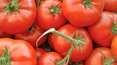 Türkiye'nin AB tescilli domatesi en iyi domatesler listesine girdi