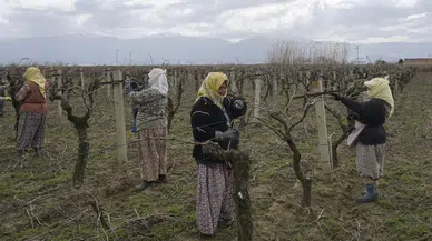 Üzüm üreticilerine ölükol hastalığı uyarısı