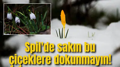 Spil'de sakın bu çiçeklere dokunmayın!