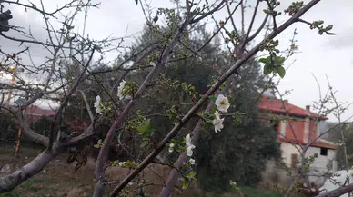 Manisa'da değişen hava durumu yalancı baharı beraberinde getirdi