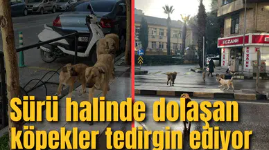 ŞEHİR MERKEZİNDE SÜRÜ HALİNDE DOLAŞAN KÖPEKLER TEDİRGİN EDİYOR