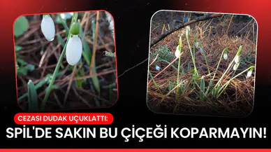Spil'de sakın bu çiçeği koparmayın!