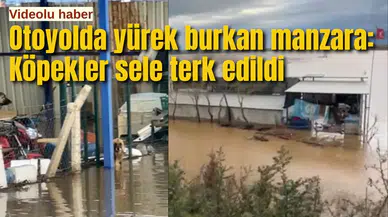 Otoyolda yürek burkan manzara: Köpekler sele terk edildi