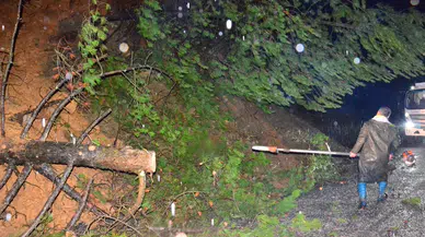 Ağaçlar sağanak yağışa dayanamadı