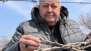 Soğuk hava üzüm bağlarını vurdu