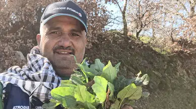 Baharın habercisi ekşi kulak toplanmaya başladı