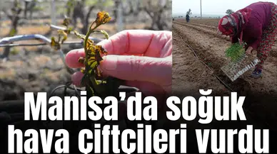 Manisa’da soğuk hava çiftçileri vurdu