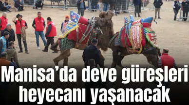 Manisa'da geleneksel deve güreşi yapılacak