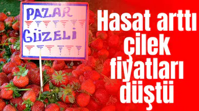 Hasat arttı çilek fiyatları düştü