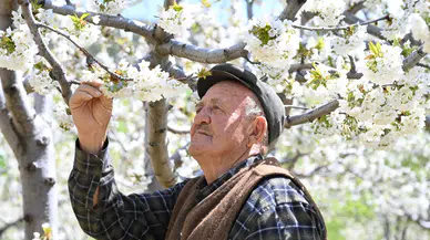 Demirci'de kiraz ağaçları çiçek açtı