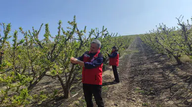 Manisa'da çiftçilere 'Çil ve filiz güvesi' uyarısı