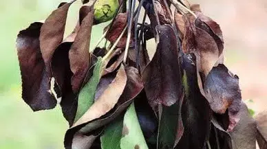 Manisalı meyve üreticilerine kritik uyarı