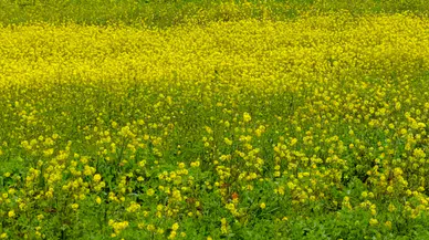 Manisa’da baharın sarı tonları doğayı renklendirdi