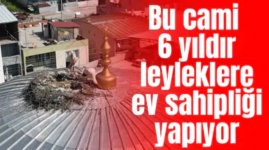 Bu cami 6 yıldır leyleklere ev sahipliği yapıyor