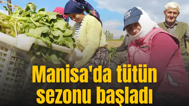Manisa'da tütün sezonu başladı