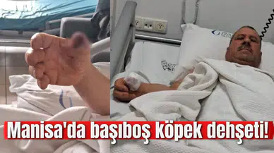 Manisa'da başıboş köpek dehşeti!