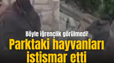Böyle iğrençlik görülmedi! Parktaki hayvanları istismar etti