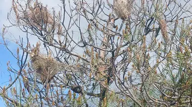 Manisa'da ormanlarda gizli tehlike!