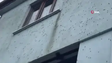 Kahverengi kokarca böceği kabusları oldu