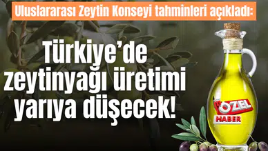 Uluslararası Zeytin Konseyi tahminleri açıkladı: Türkiye’de zeytinyağı üretimi yarıya düşecek!