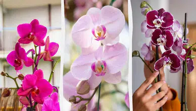 Orkideyi ayda bir kez basit karışımla beslerseniz yeniden canlanacak