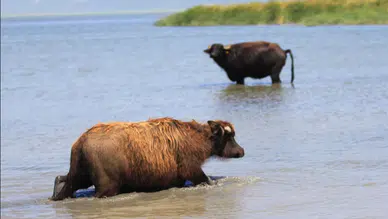 Manda nesli için tehlike çanları çalıyor