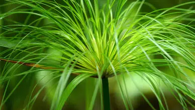 Evde bakımı en kolay bitkiler belli oldu: Yeni başlayanlar için 10 öneri