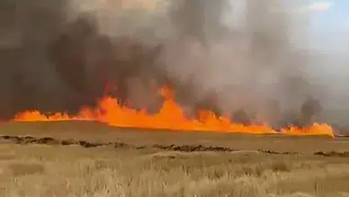 Yangında buğday tarlası zarar gördü