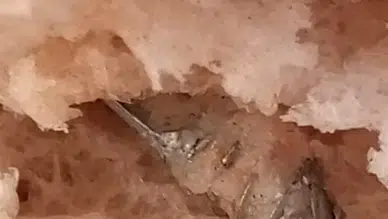 Ekmeğin içinden bu da çıktı!