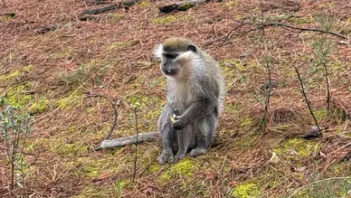 Mantar toplamak için gitti maymun buldu